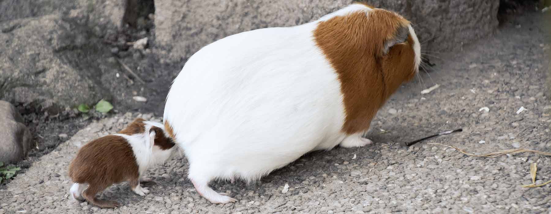 mother guinea pig being followed by a baby guinea pig