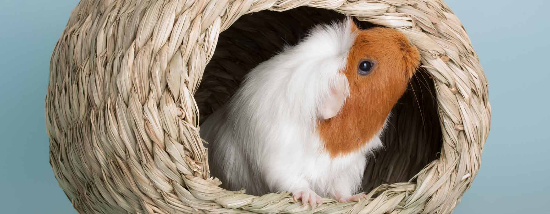 guinea pig in a woven ball hideout
