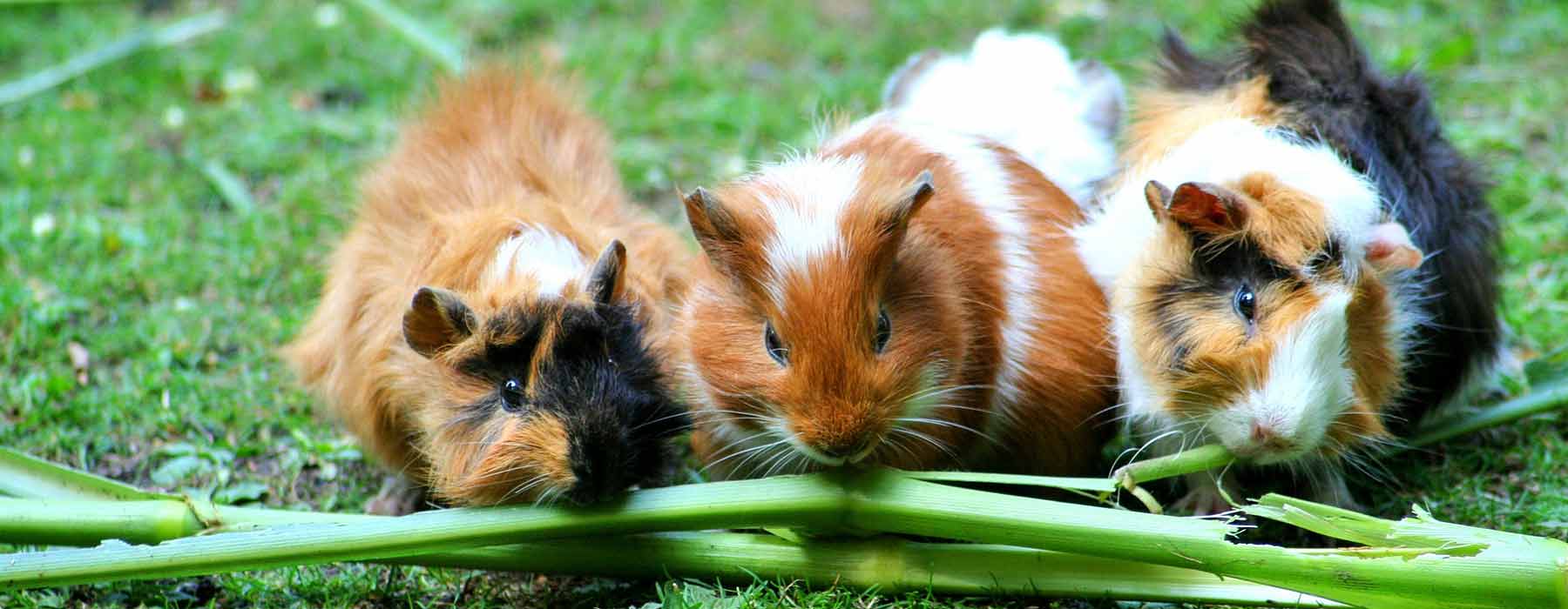 Guinea pigs outdoors on the grass, eating plants
