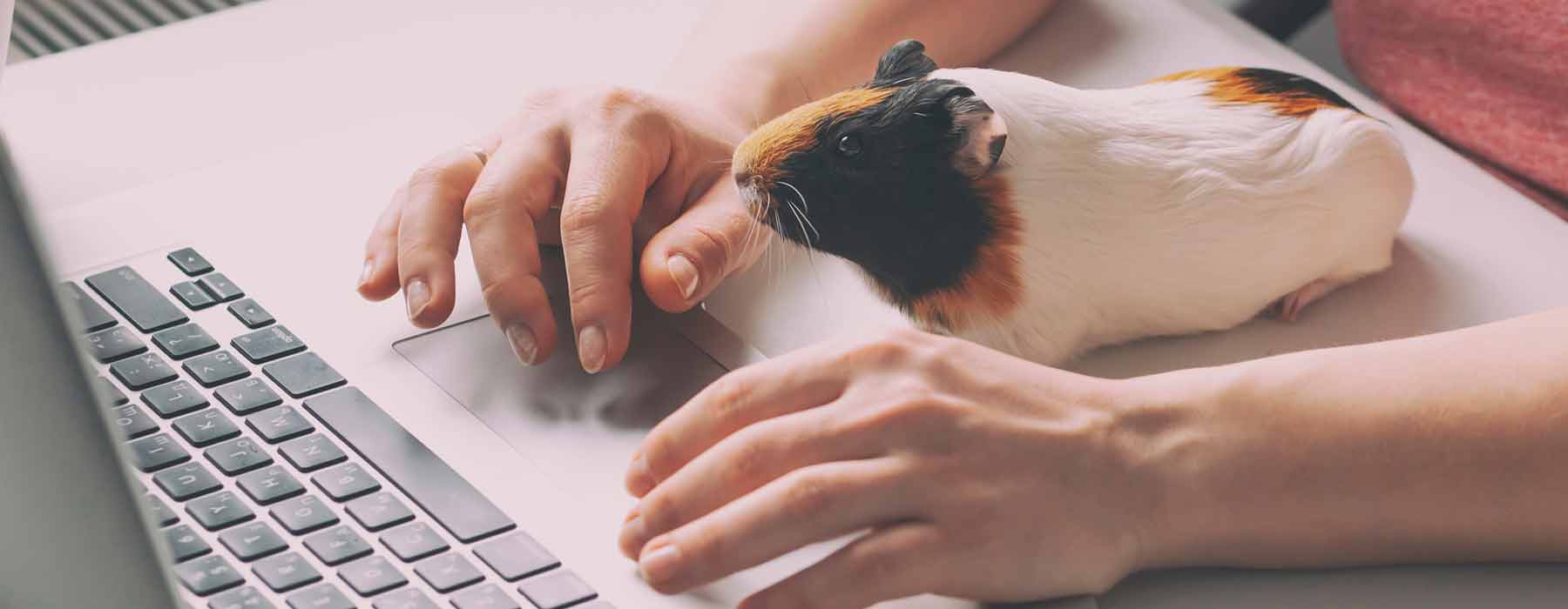 guinea pig in front of a laptop computer