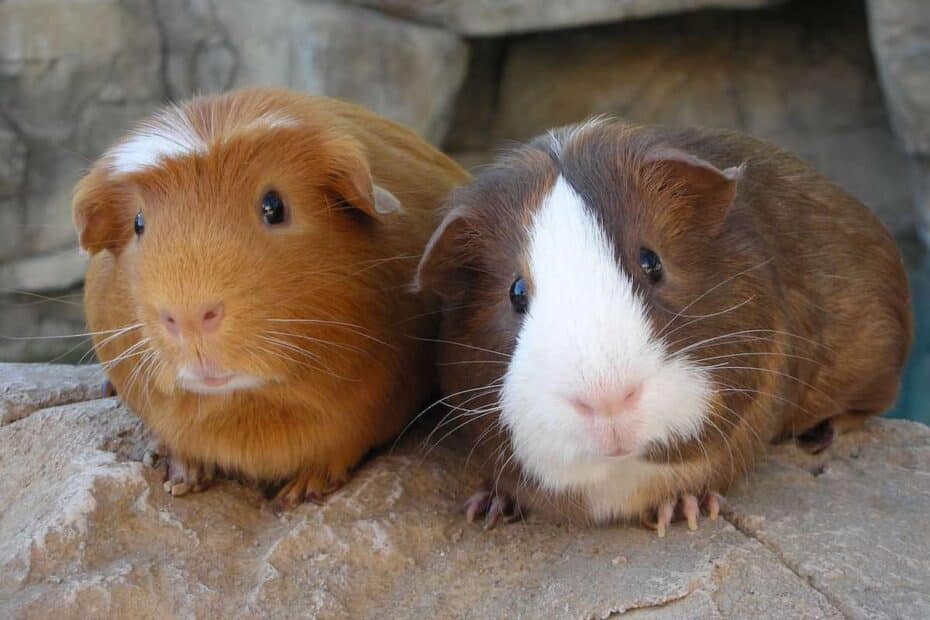 Pair of guinea pigs