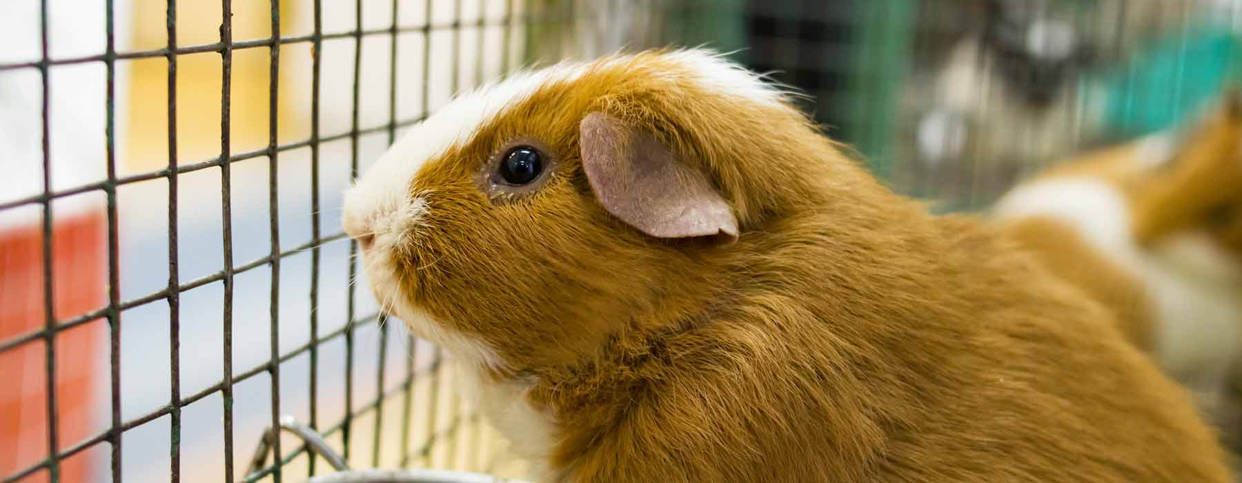 ginger and white guinea pig looking out of his cage