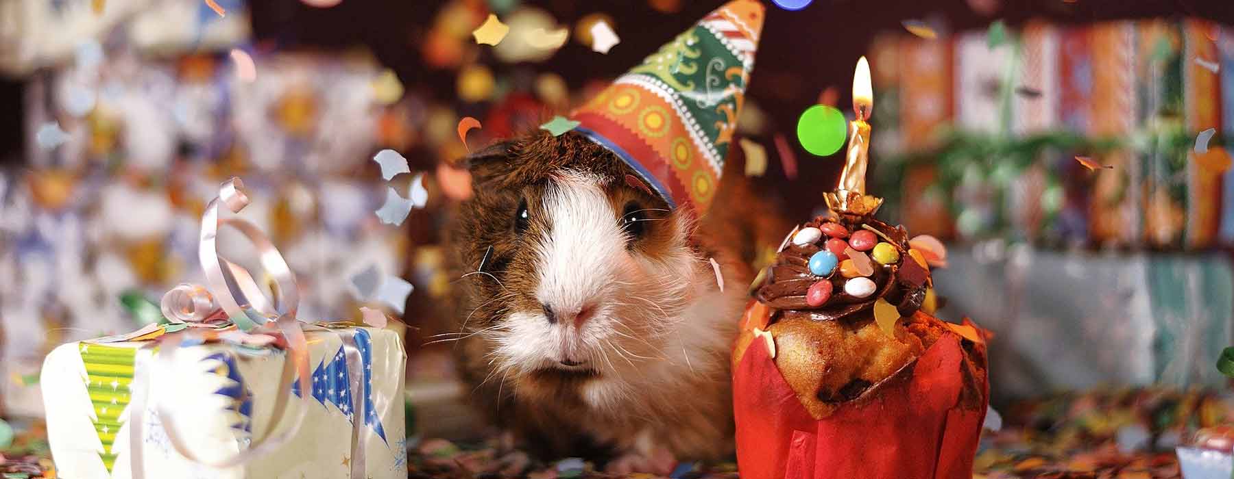 guinea pig wearing a party hat