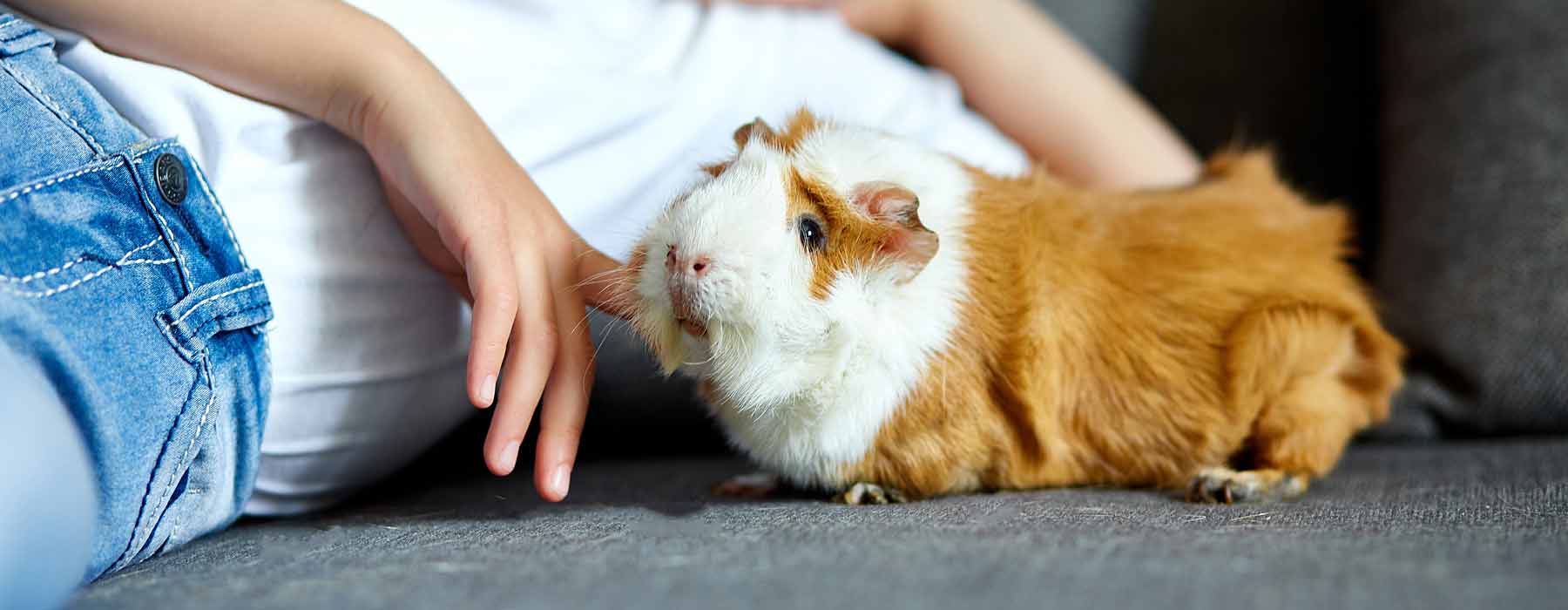 child laying on the floor with a ginger and white abyssinian guinea pig