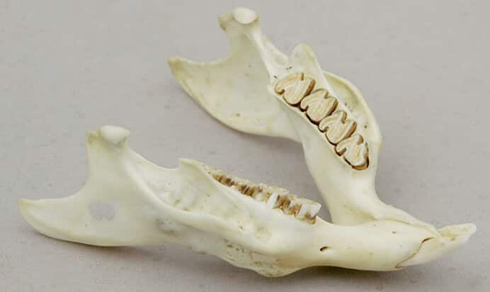 Guinea pig's lower jaw