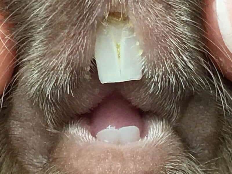 Healthy teeth in a guinea pig
