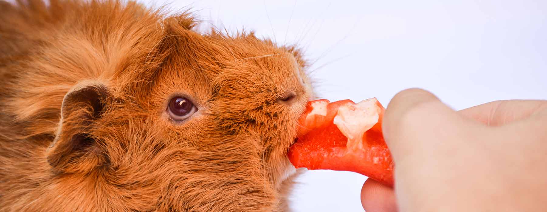ginger guinea pig eating a piece of sweet red bell pepper