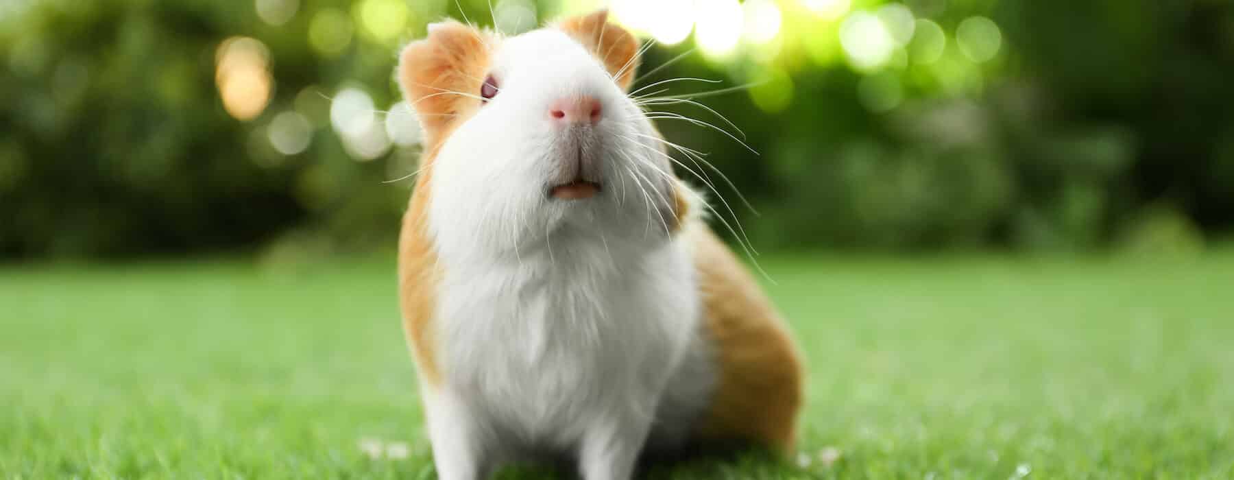 Inquisitive white and ginger guinea pig sitting on the lawn