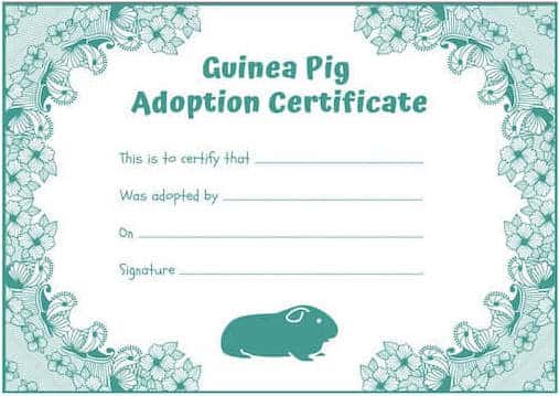 guinea-pig-adoption-certificate