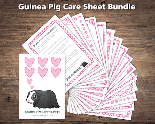 Set of Guinea Pig Care Sheets in Pink to download and print (pdf)