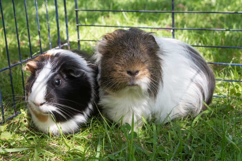guinea pigs in an outdoor run