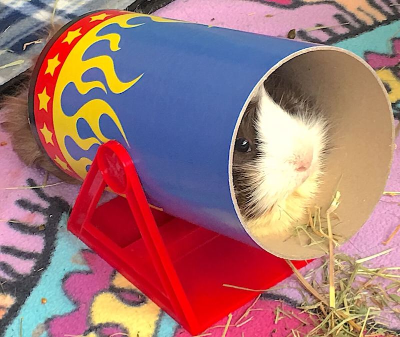 Abyssinian guinea pig in the Haypigs Circus tunnel