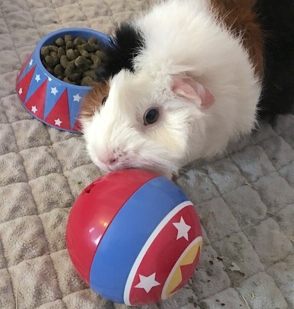 Abyssinian guinea pig playing with the Haypigs Treat Ball