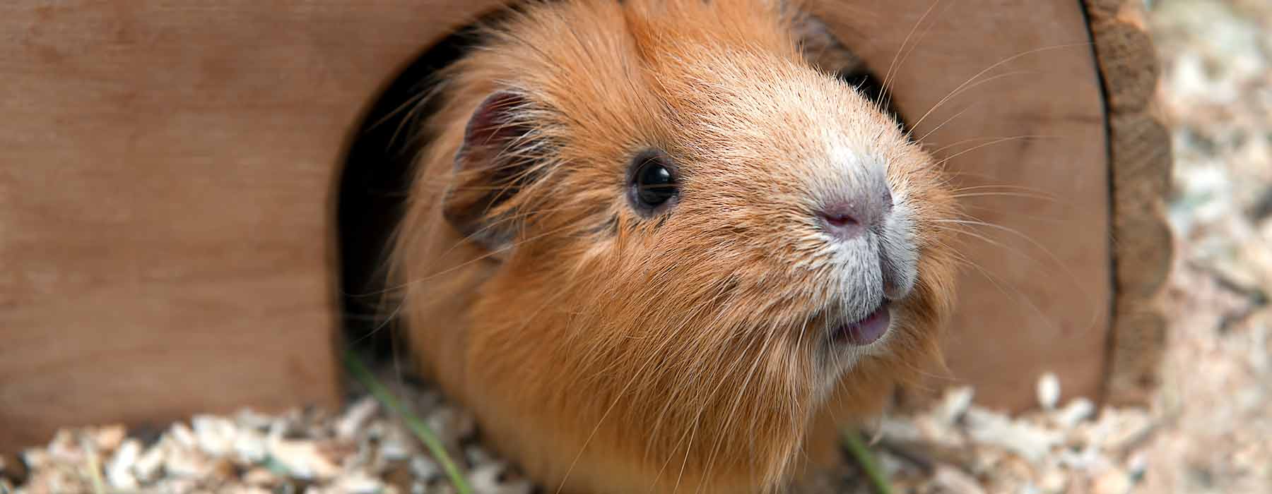 ginger guinea pig in a wooden hideout