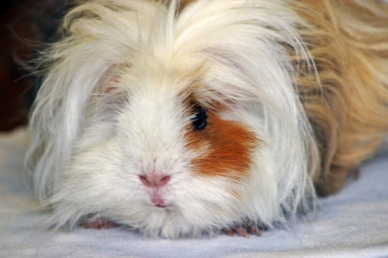 Lunkarya guinea pig breed with long thick and curly white and ginger hair