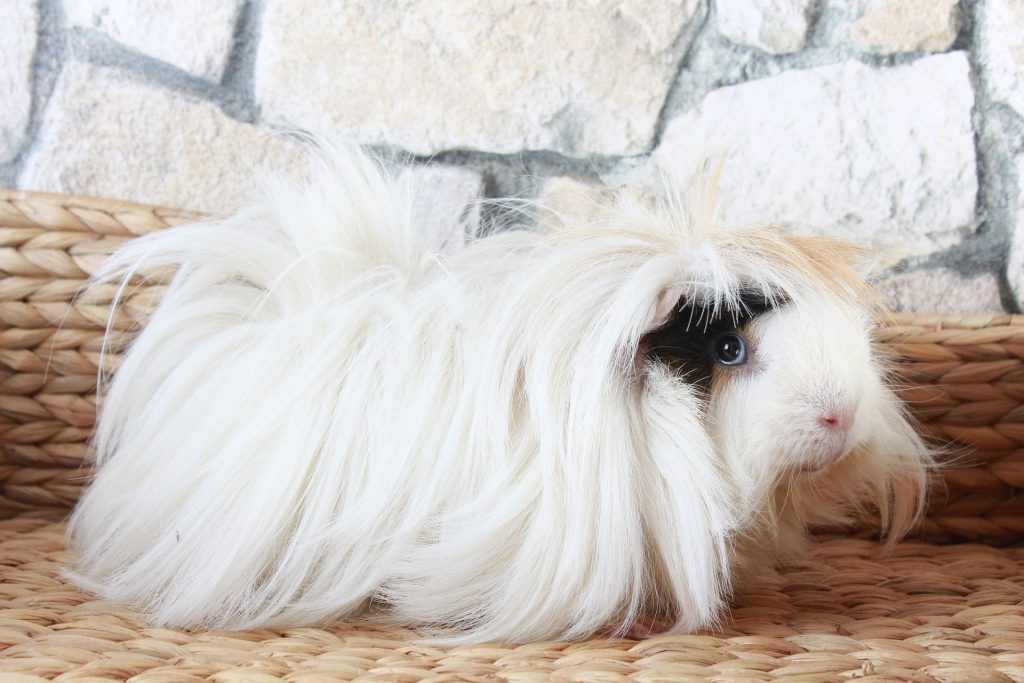 Peruvian guinea pig breed - long white hair with a little black on his face
