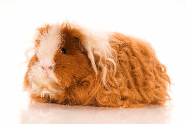Texel guinea pig breed with long thick curly ginger and  white  hair