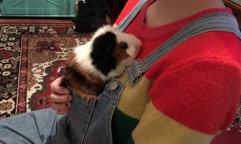 Abyssinian guinea pig in a pocket having  a cuddle