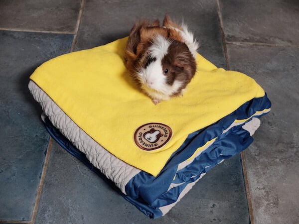 Abyssinian guinea pig sitting on top of a folded GuineaDad fleece liner