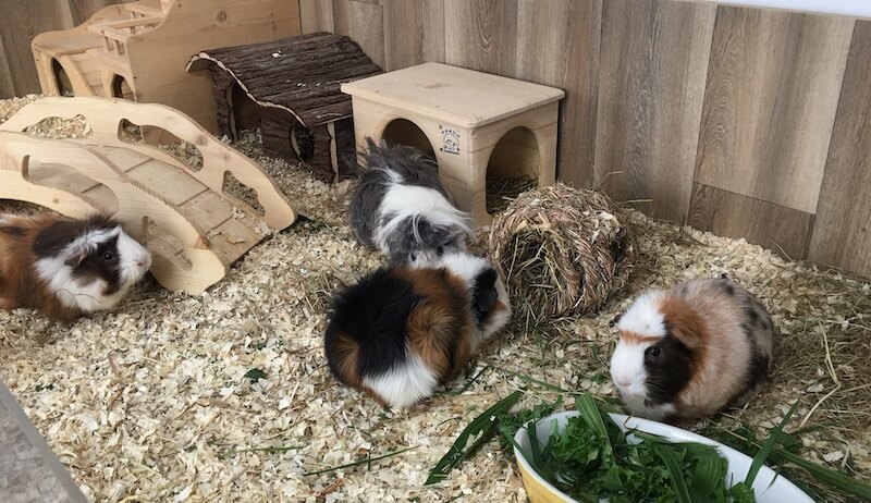 four guinea pigs in an extra large open topped indoor enclosure