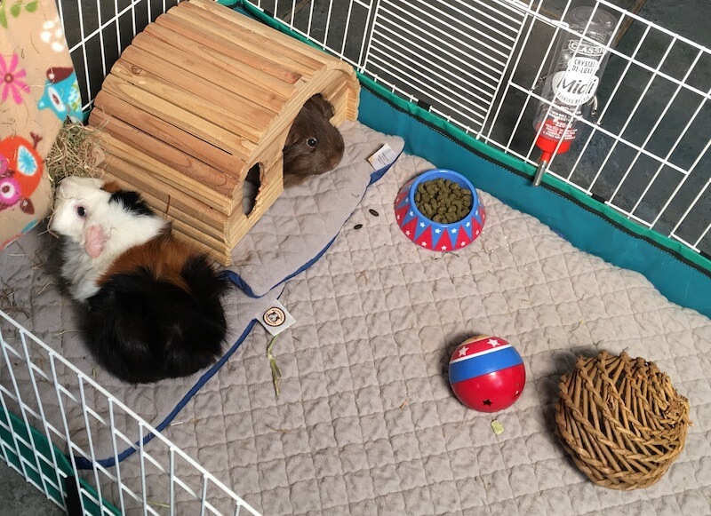 fleece liners in a guinea pig cage