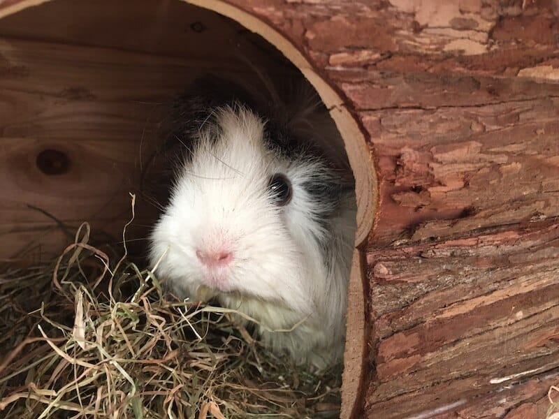 Guinea pig in a log cabin hideout