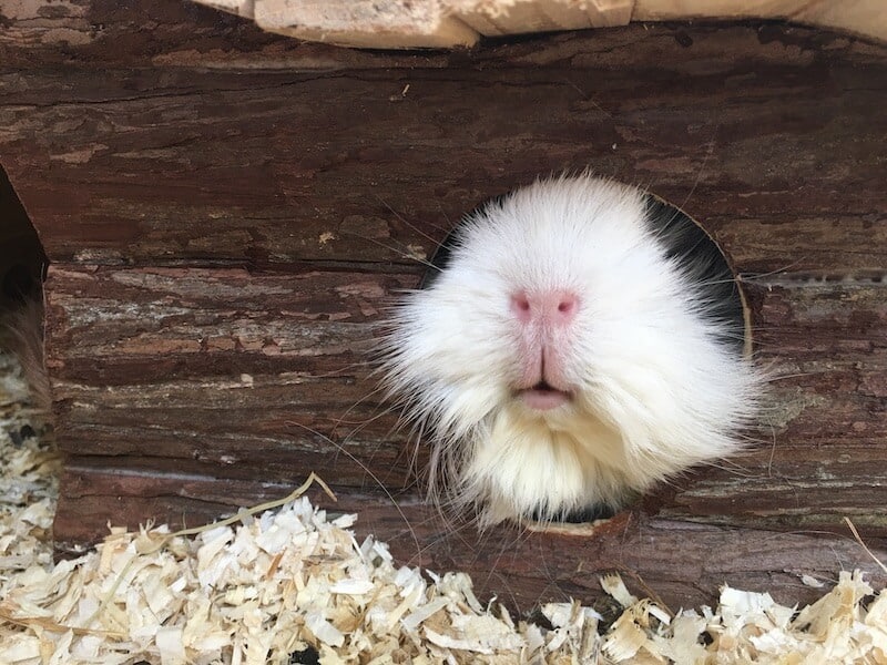 guinea pig peeking out of a log cabin hideout