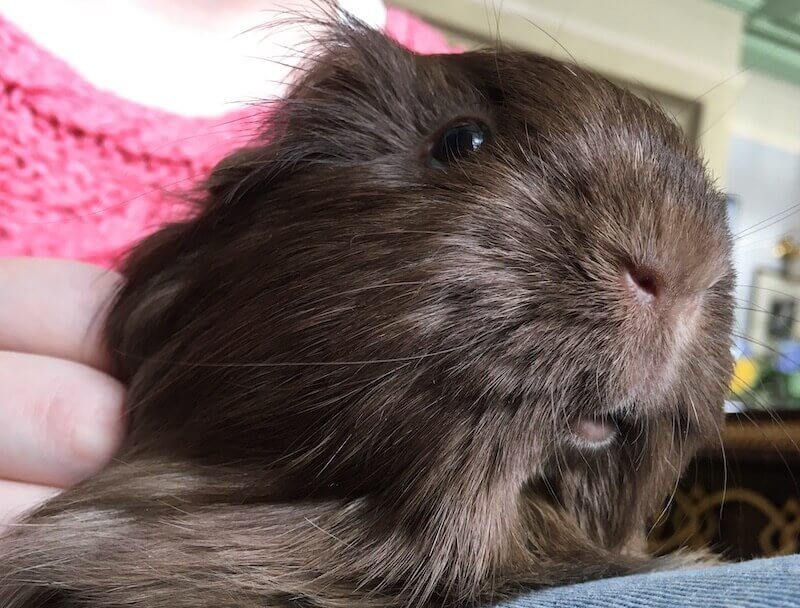 Brown Silkie guinea pig enjoying some attentioon