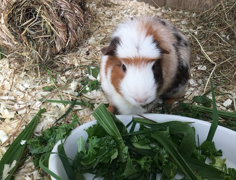 guinea pig next to a bowl of fresh green leaves