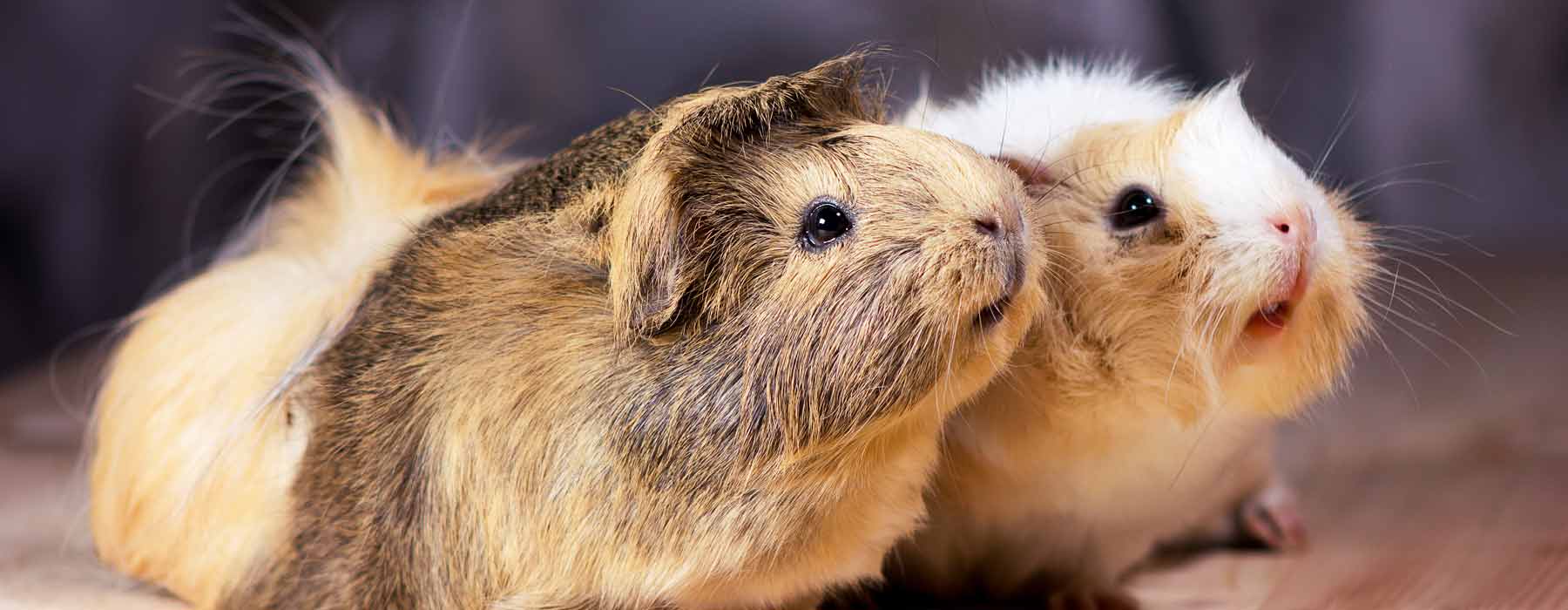 two guinea pigs side by side