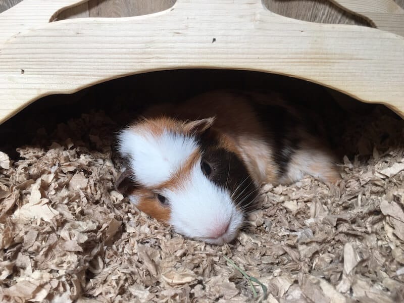 guinea pig relaxing  under a wooden bridge in his cage