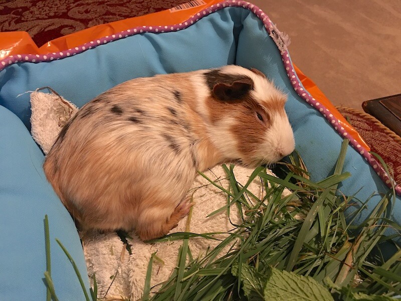 Smooth haired guinea pig asleep with  his eyes  closed on  a  bed