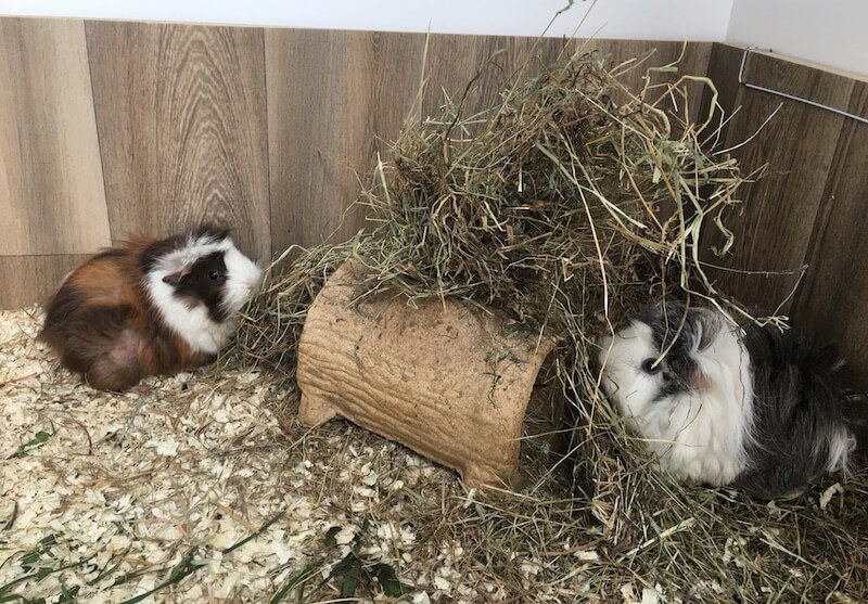 Guinea pigs eating hay from a log hay feeder