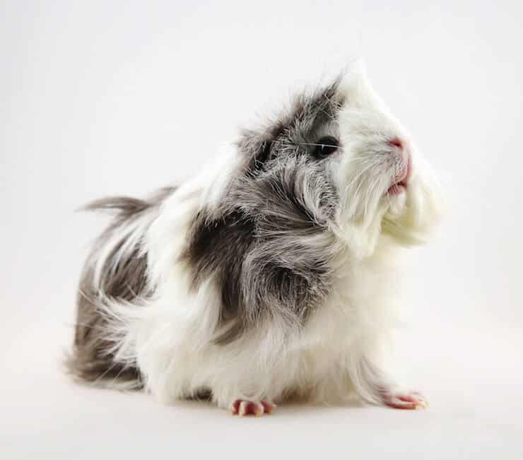 Grey and white Sheba Mini Yak or Bad Hair Day Guinea Pig