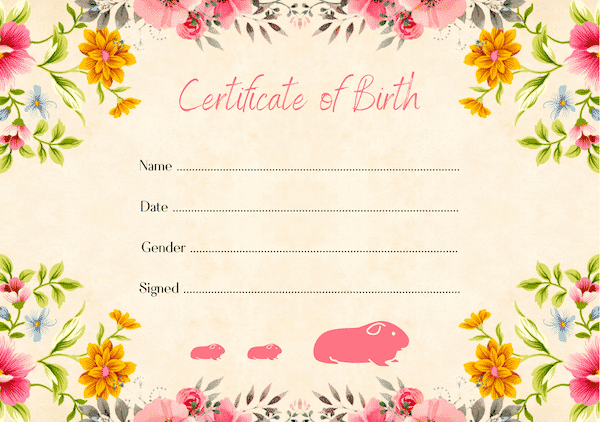 floral guinea pig birth certificate