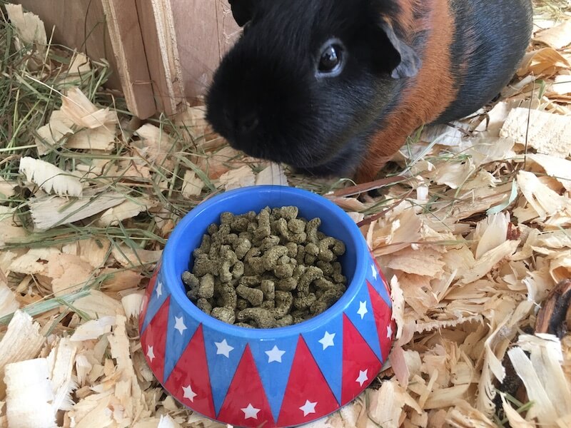 guinea pig pellet food - daily portion for 2 guinea pigs