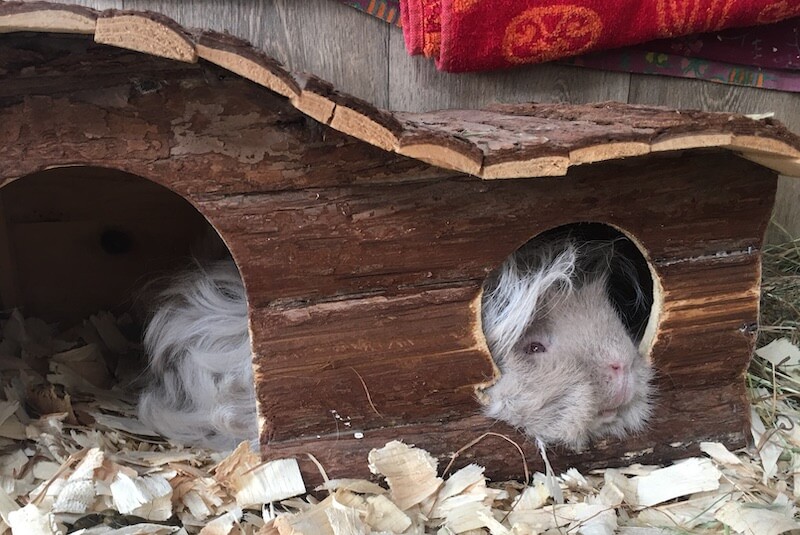 lunkarya guinea pig sleeping in hideout