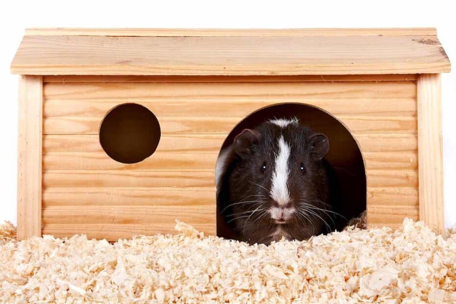 Guinea Pigs In A Wooden House