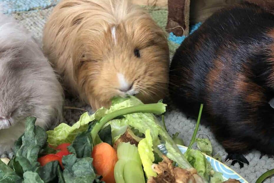 Guinea Pigs Eating fresh vegetables