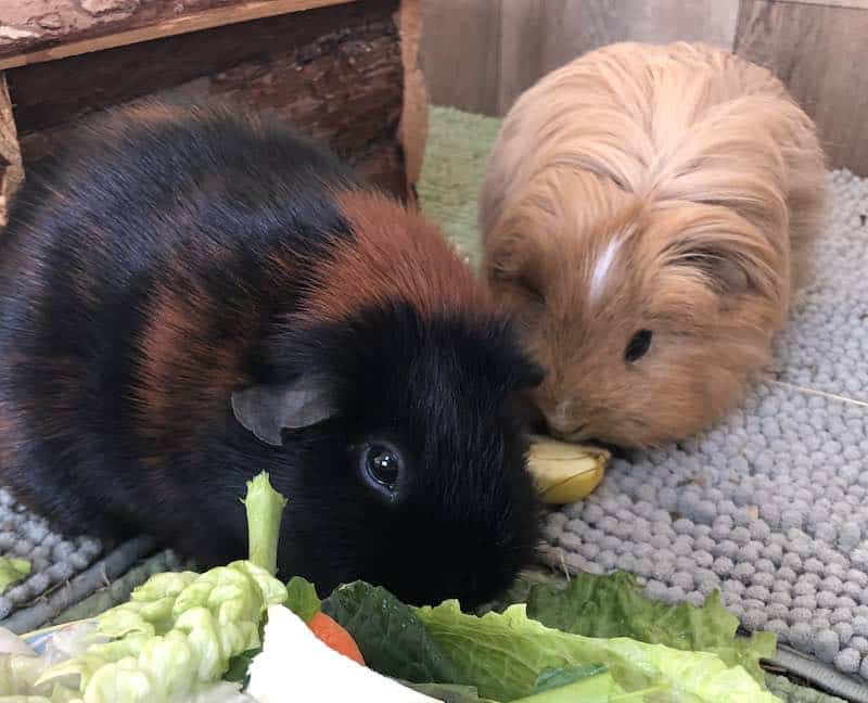 Guinea Pigs Eating Fresh Vegetables