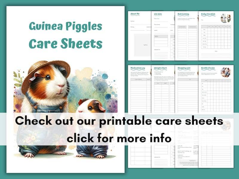 Guinea Pig Care Sheets
