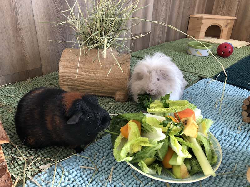 Well-Cared-For Guinea Pigs In Large Enclosure Eating Fresh Food