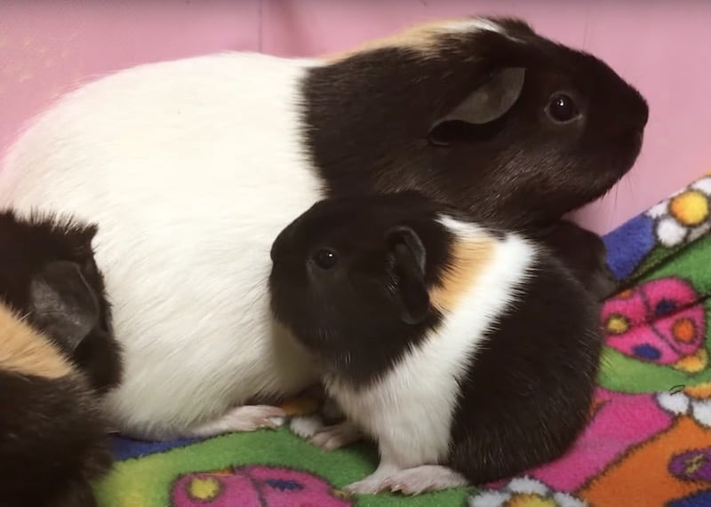 Mother And Baby Guinea Pig