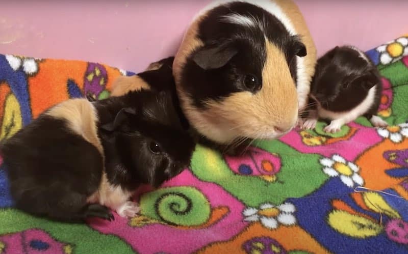 Mother And Baby Guinea Pigs