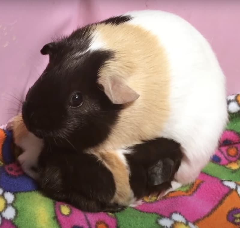 Mother Guinea Pig Nursing Her Babies