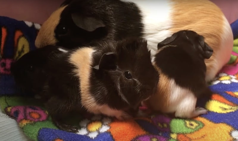 Mother Guinea Pig With Babies